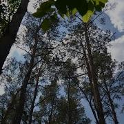 Сосновый Лес Пение Птиц Шум Ветра Шелест Листвы