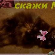 Счастливый Котик Chester Fx Babatumba