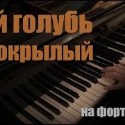 Голубь Сизокрылый На Пианино