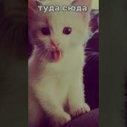 Мальчик Вставил Песня