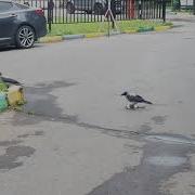 Вороны Едят Ворону Или Голубя