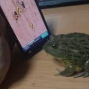 Злая Лягушка Angry Frog