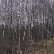Замерзают Мои Георгины