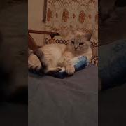 Куда Я Попал Куда Я Глядел