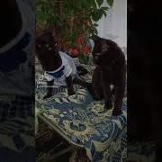 Я Ведь Не Родная Мать Я И В Рожу Могу Дать