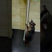 Танцующий Енот
