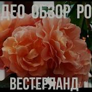 Черная Роза Лепестками Играя