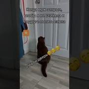 Открой Дверь Мем