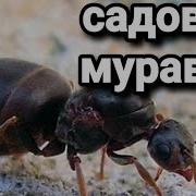 Обзор И Заселение Lasius Niger