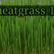 How To Grow Wheatgrass