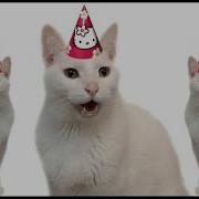 Happy Birthday Cats