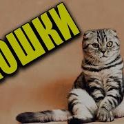 Like Дворовый Кот