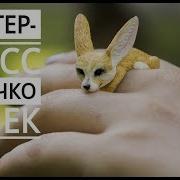 Колечко Фенек Из Полимерной Глины Мастер Класс По Лепке Diy Tutorial Polymer Clay