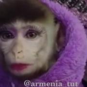 Shnorhavor Marti 8 Vazgush Vazgen 2 Katak