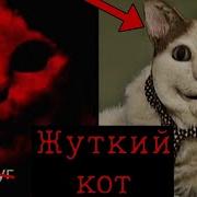 Кот Из Тик Тока