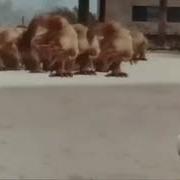 Районый Прокурор Биты