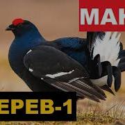 Голос Манок Тетерев 1