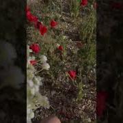 Иду И Думаю А Жизнь То Прекрасна