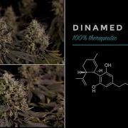 Dinamed Cbd