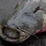 Мохи Калон Да Точикистон Сирдарё