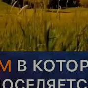 Всевышний Аллах Сказал Пророку Дауду А