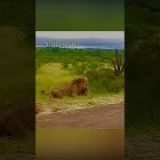 Король Лев Гиены Пытаются Съесть Львят