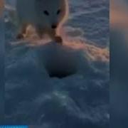 Песец Пришёл За Рыбой Моя Моива