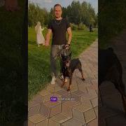 Я Как Доберман