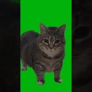 Кот Крутится Мем