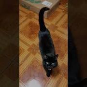 Давайте Гладьте Меня