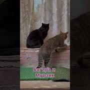 Бабушка И Коты