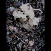 В Овраге Лошадь Доедают
