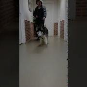 Гитлер Поет Что Такое Доброта