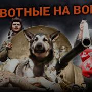 Животные На Войне