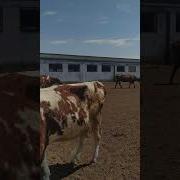 Мы Живем В Деревни Летом Не Скучаем