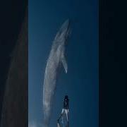 Пятидесятидвухгерцёвый Кит