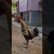 Chicken Screaming