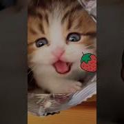 Cat Doi Noi Sau