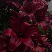 Bouncy West Coast X Detroit Type Beat 2025 Find A Way