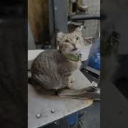 Кот Говорит Привет