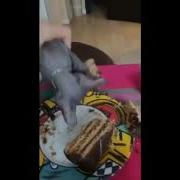 Кот Толя Кушает Тортик