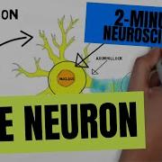 Neuron