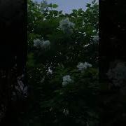 Если Мы Не Послушаем Соловья Мы Опоздаем На Все Лето