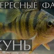 Интересные Факты Об Окуне