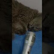 Прикол Кошка Храпит