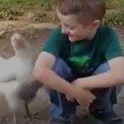 Мальчик Обнимает Курицу Петух Ревнует