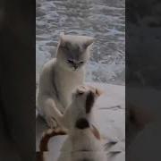 Sən Mənim Ürəyimsən Səni Verən Allaha Şükür