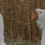 Холмогорские Гуси Игоря С Курахово Гусак И Переярая Гусыня