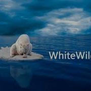 Whitewildbear