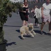 Прикол На Пляже Живой Куст